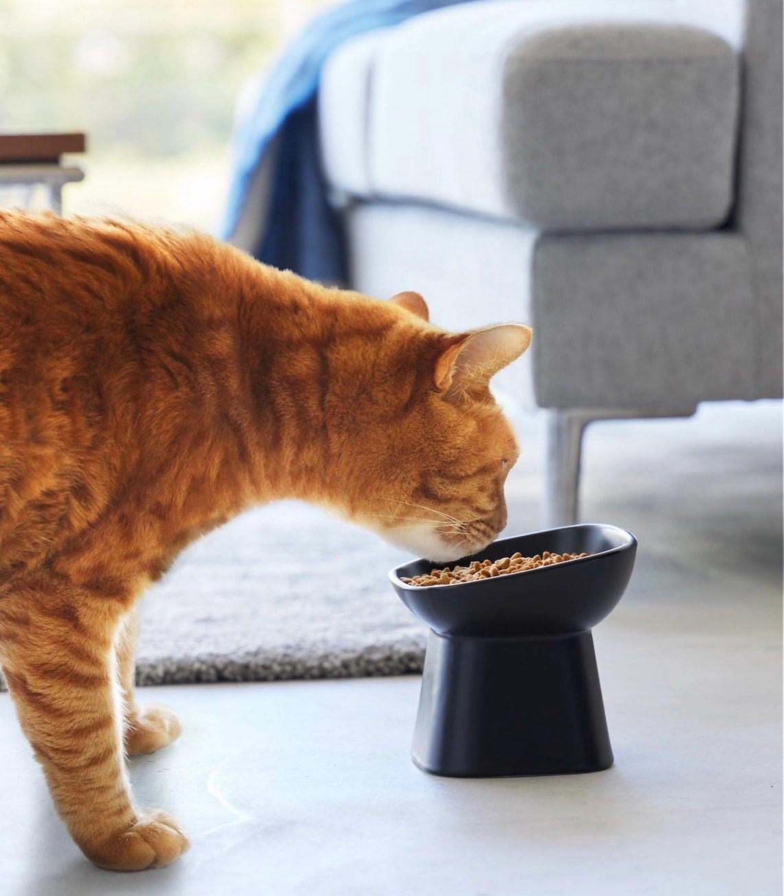 Modern Elevated Ceramic Pet Bowl