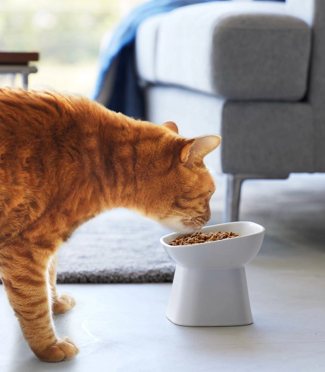 Modern Elevated Ceramic Pet Bowl